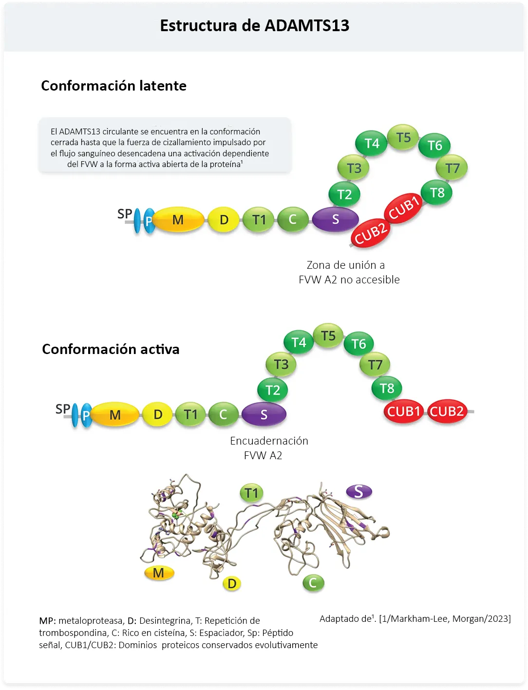 Artículo-Qué-rol-cumple-ADAMTS13-img1-desktop
