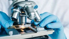 Sample under microscope